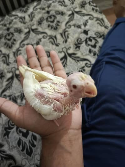 cockatiel chick for sale