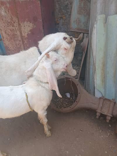 gulabi bakri or gulabi bakra healthy and active for sale