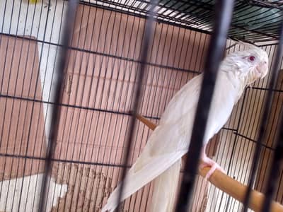 Cocktail eni red eyes chicks 3 pcs for sale