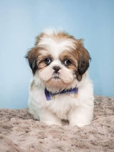 Shitzu puppies available