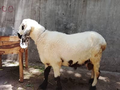 healthy sheep and aggressive