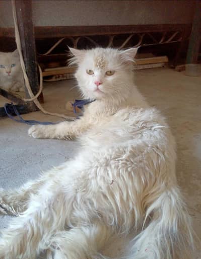 white Persian