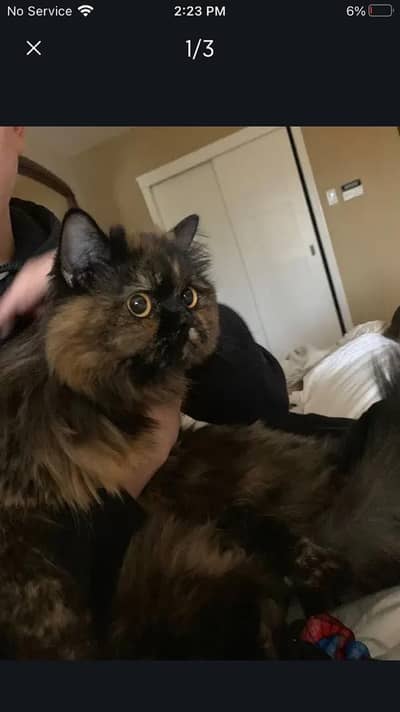 Greyish brown peke puch face cat