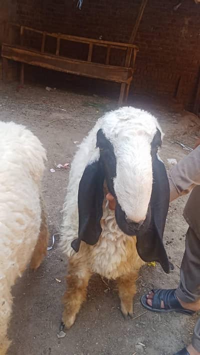 chhtare Mashallah