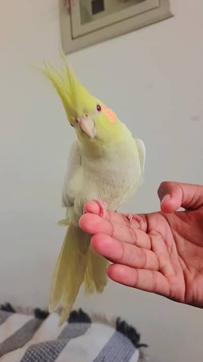 Hand taim lutino red aye cockatiel  for sale