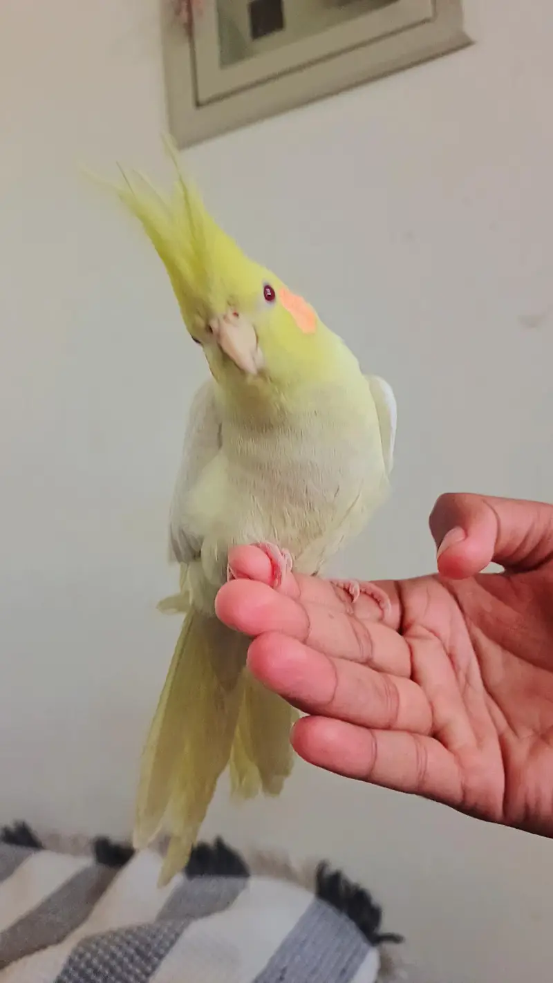 Hand taim lutino red aye cockatiel  for sale