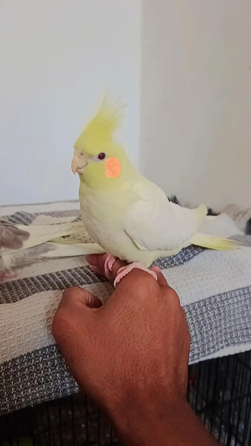 Hand taim lutino red aye cockatiel  for sale — photo 2