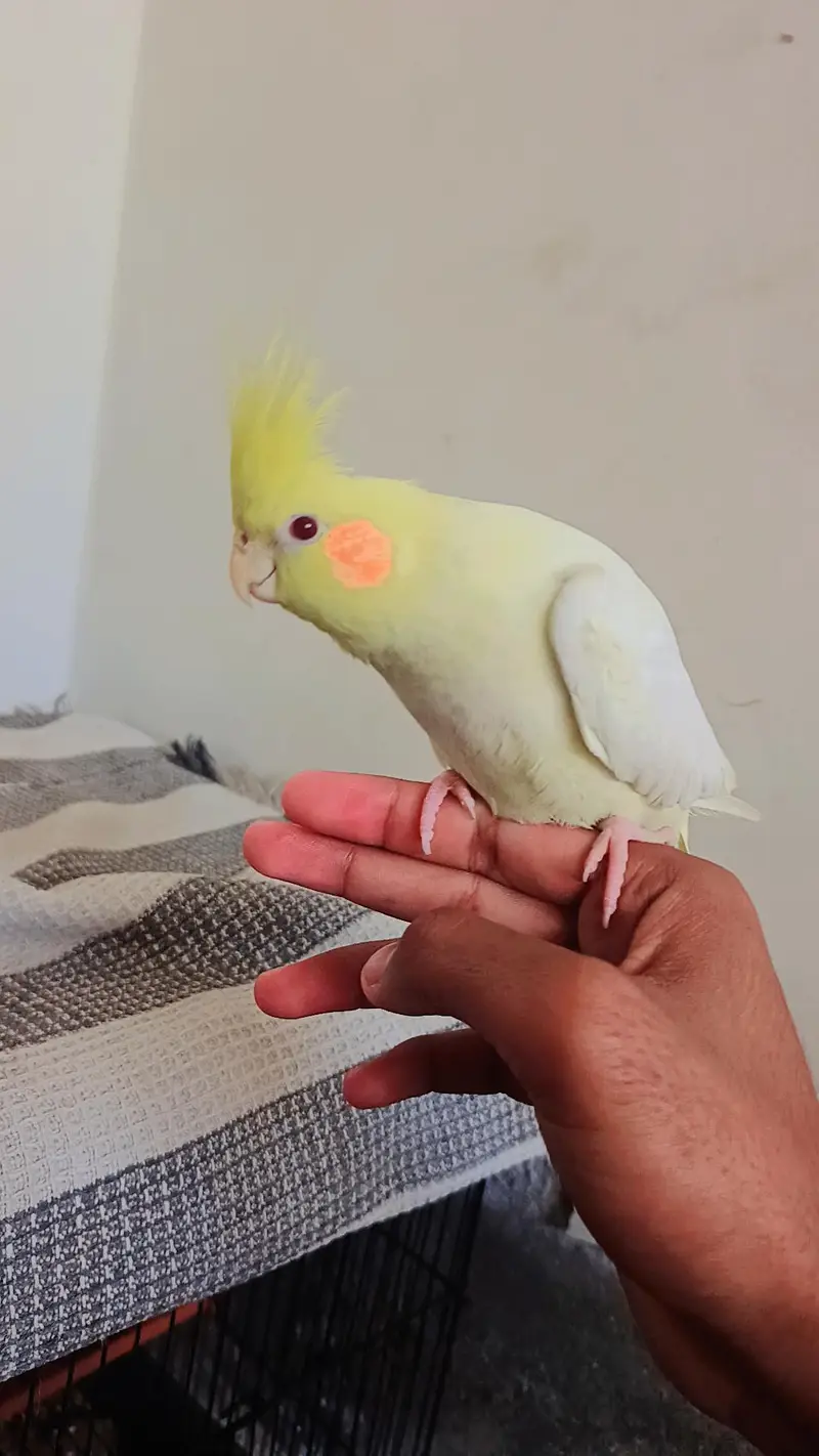 Hand taim lutino red aye cockatiel  for sale — photo 3