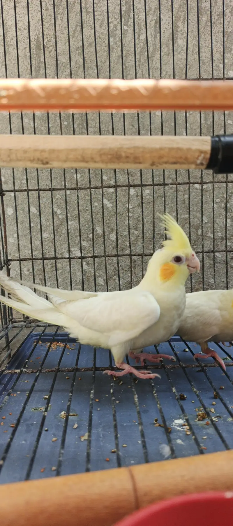 Hand taim lutino red aye cockatiel  for sale — photo 4