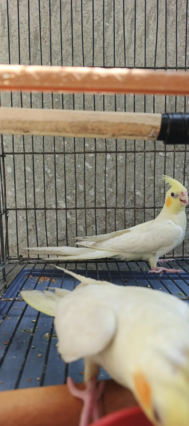 Hand taim lutino red aye cockatiel  for sale — photo 5