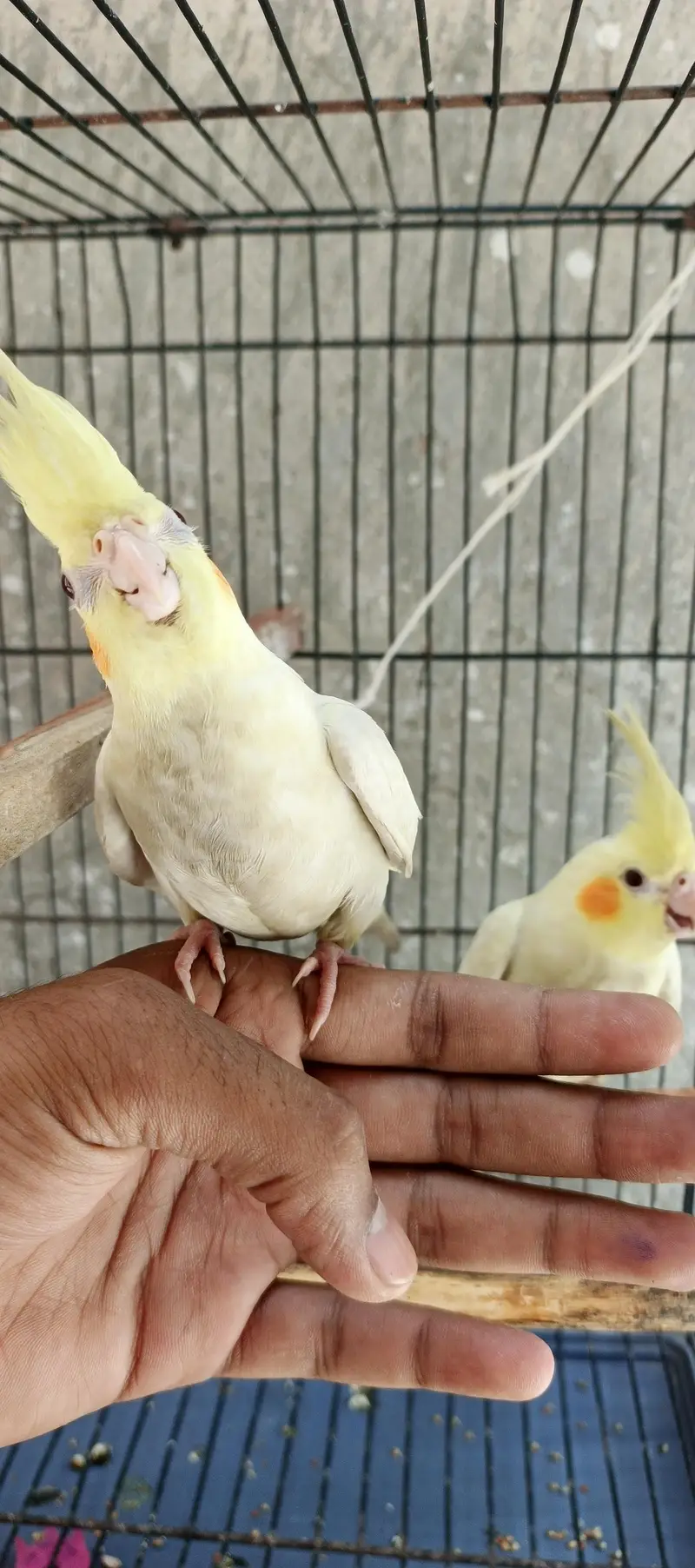 Hand taim lutino red aye cockatiel  for sale — photo 6