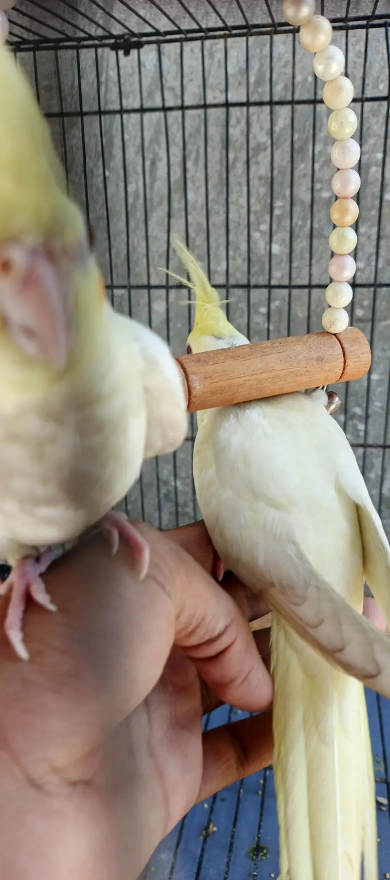 Hand taim lutino red aye cockatiel  for sale — photo 8