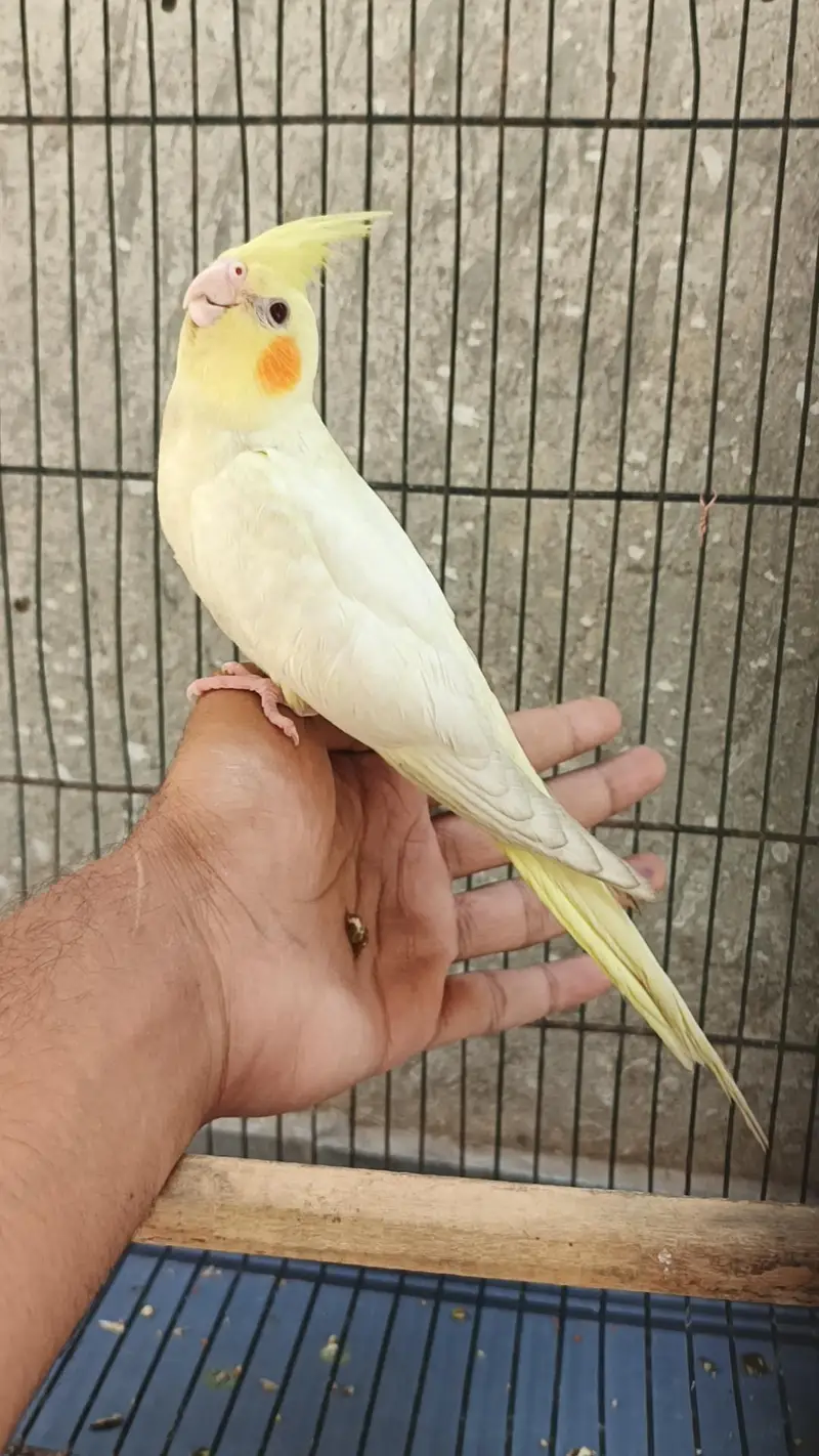 Hand taim lutino red aye cockatiel  for sale — photo 9