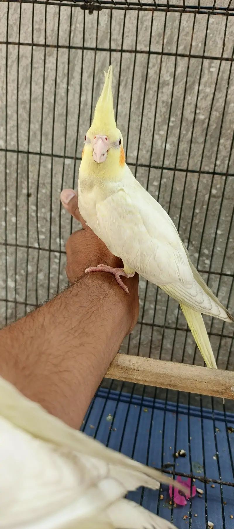 Hand taim lutino red aye cockatiel  for sale — photo 10