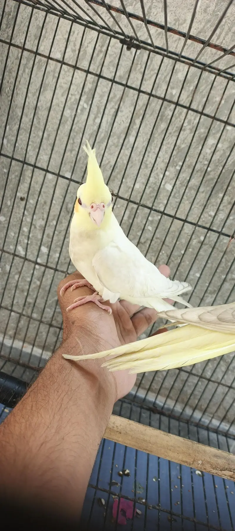 Hand taim lutino red aye cockatiel  for sale — photo 12