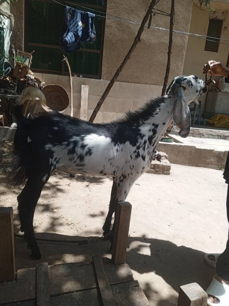 deai bakra 0