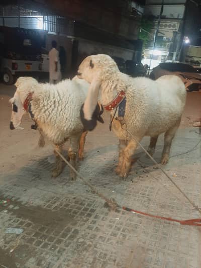 KHAJLAY DUMBAY JORI FOR QURBANI 2026