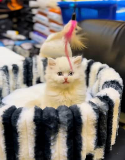 Persian Cat Billi Persian Kitten 3 kot Cat baby  0з48/O29/O146 ωtsp