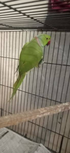 green parrot