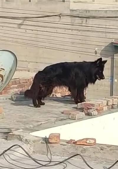 German Shepherd father name lembo male puppy for sale