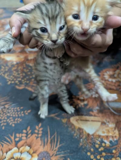 Pair of  cute Persian cats with  grey eyes