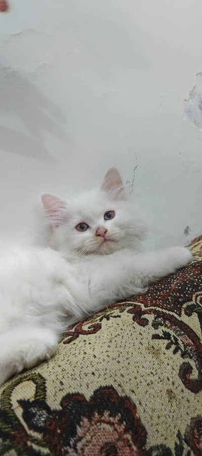 Pura Persian kitten pair available. white and fawn both color