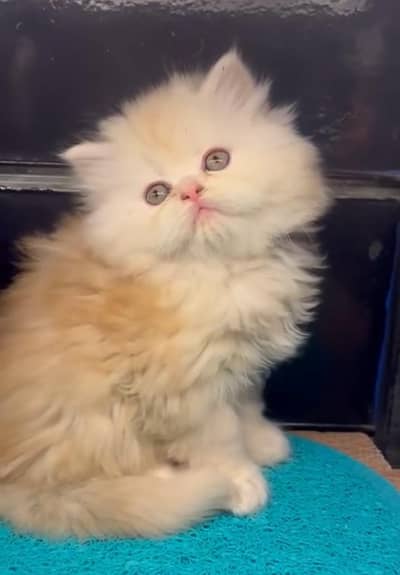 Persian Cat Billi Persian Kitten 3 kot Cat baby  0з48/O29/O146 ωtsp