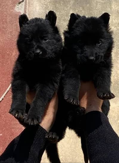black shepherd long cout pair 2 mahnt for sale active and healthy