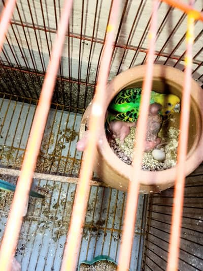 Budgies breeder pair with chicks.