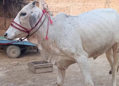 Qrubani Ka Janwar
