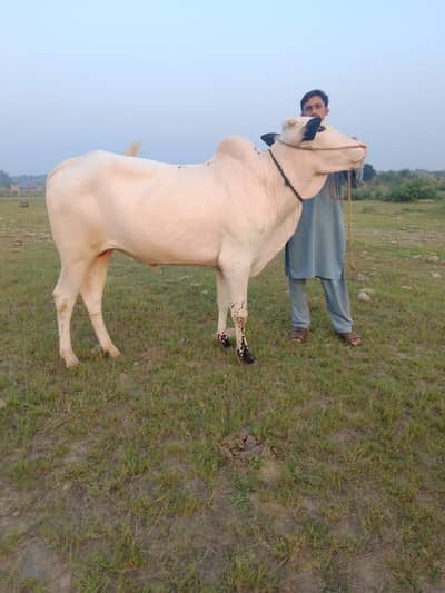 Best Qurbani Bulls | Cow | Wacha | Janwar | Wehra | Desi Cow