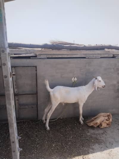 2 bakery for sail qurbani 2026 best option
