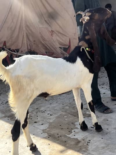 Goat For Qurbani