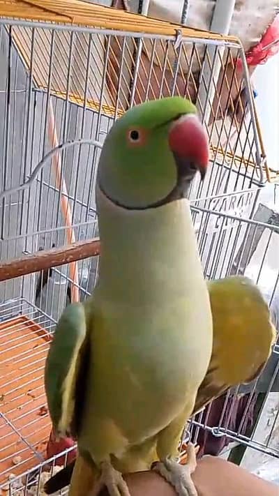 green ringnak