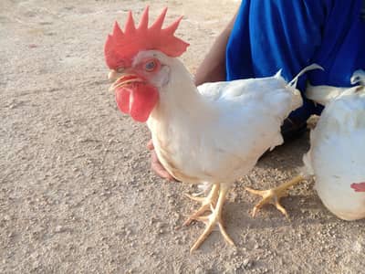 Layer cock (50pcs)