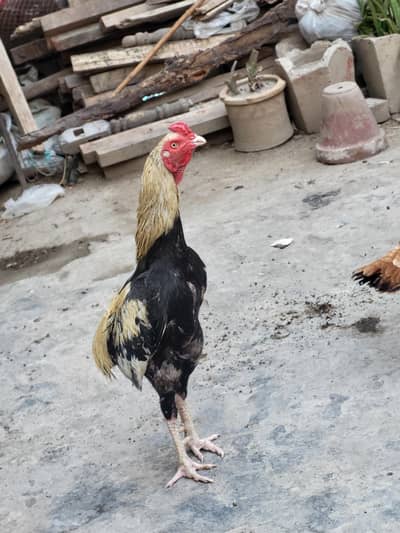 mianwali ka breader male