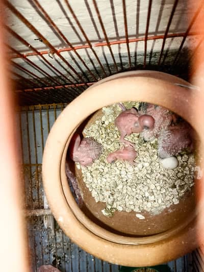 Budgies breeder pair with chicks.