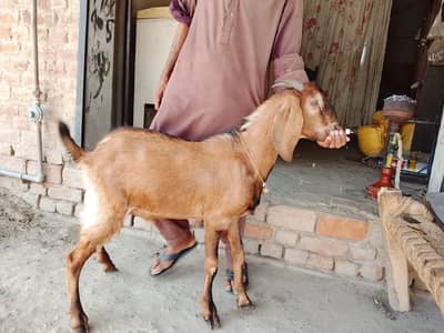 got  بکرا