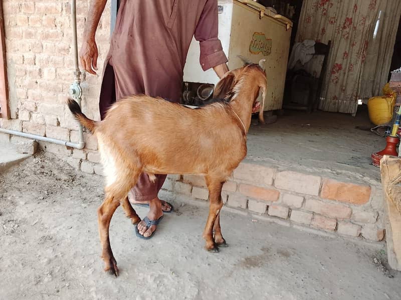 got  بکرا 1