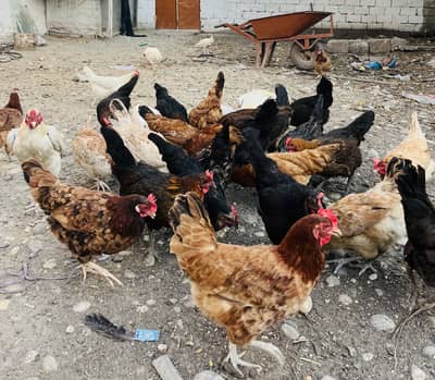 Golden Misri Murgiya for sale