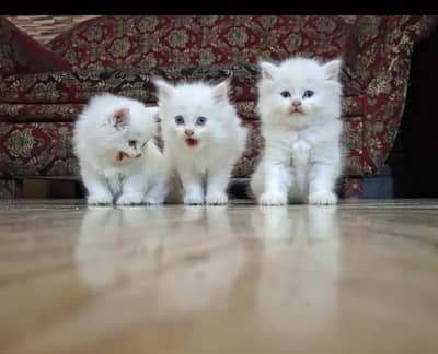 3 kitten double coated