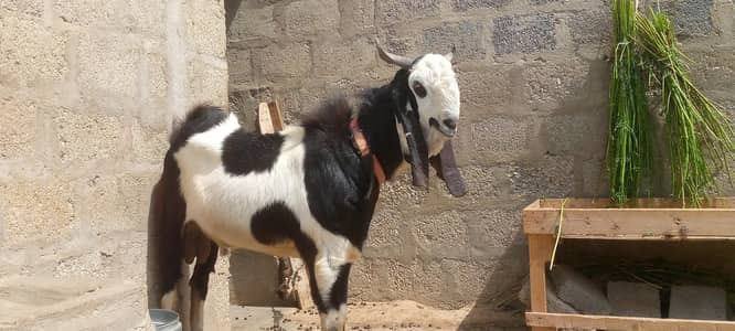 Gulabi Bakra for sale