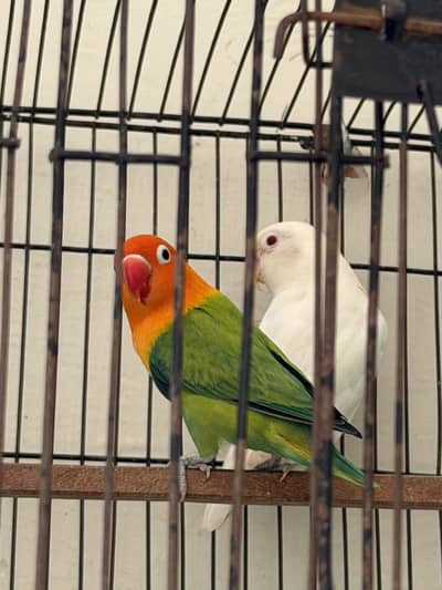 Love Birds Breeder Pair