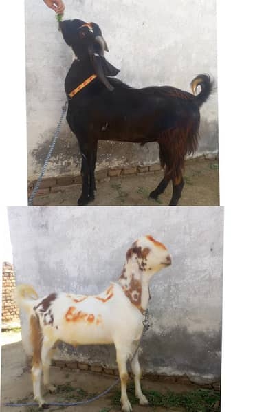 Two male goat  for sacrifice both have two teeth beautiful