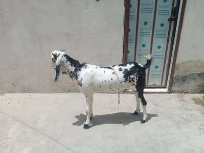 16-Month-Old Healthy Goat for Sale