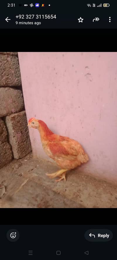 very healthy and active pair for sale at reasonable price in khi.