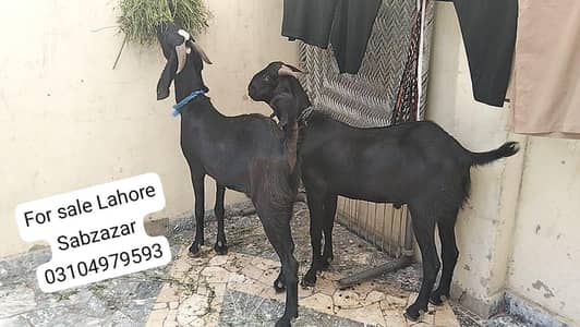 MashAllah black beauty khassi  Bakre For sale Jori 190000