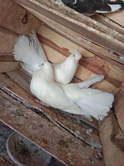 mix pigeon for sale pati Wala and gola qasid