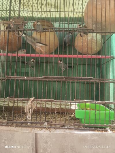 java 4 pair with cage