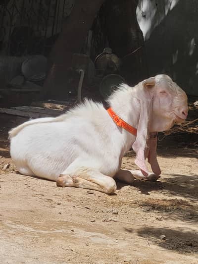 gulabi bakra for sell